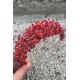 Amelia Kırmızı Gelin Kına Tacı Özel Gün Aksesuar Kadın Taç Saç Aksesuarı-AMELIA-3
