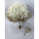 Beyaz Ortancalı Krem Cipsolu Gelin Çiçeği Ve Damat Yaka Çiçeği-BUKET-16