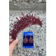 Daisy Bordo Taç ve Damla Mekik Küpe Takımı – Işıltılı Abiye Gelin Seti-DAISY-32 Daisy Bordo Taç ve Damla Mekik Küpe Takımı – Işıltılı Abiye Gelin Seti-DAISY-32
