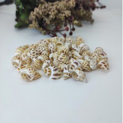 Koyu Krem Kahve Benekli İstiridye Deniz Kabuğu-DZK-100