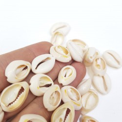 Deniz Kabuğu-DZK-1000