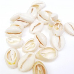 Deniz Kabuğu-DZK-1000