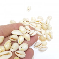 Deniz Kabuğu-DZK-1002