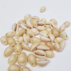 Deniz Kabuğu-DZK-1002