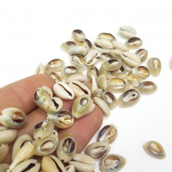 Deniz Kabuğu-DZK-1003