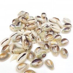 Deniz Kabuğu-DZK-1003