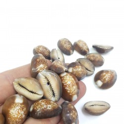 Deniz Kabuğu-DZK-1004