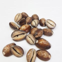 Deniz Kabuğu-DZK-1004