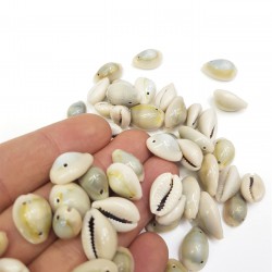 Deniz Kabuğu-DZK-1005