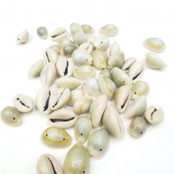 Deniz Kabuğu-DZK-1005