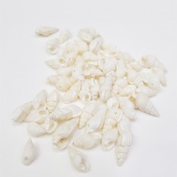 Deniz Kabuğu-DZK-1006