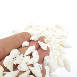 Deniz Kabuğu-DZK-1006