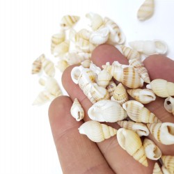 Deniz Kabuğu-DZK-1007