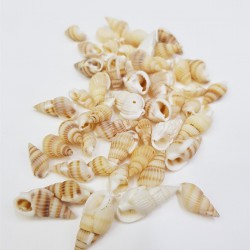 Deniz Kabuğu-DZK-1007