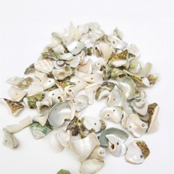 Deniz Kabuğu-DZK-1009