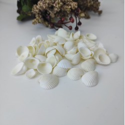 Krem Midye Deniz Kabuğu-DZK-101