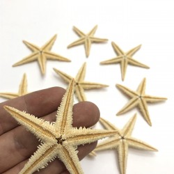 Deniz Yıldızı 7 cm-DZK-1010