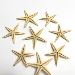 Deniz Yıldızı 7 cm-DZK-1010