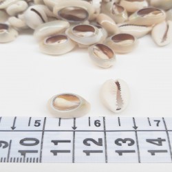 Kahverengi Midye Deniz Kabuğu-DZK-1011