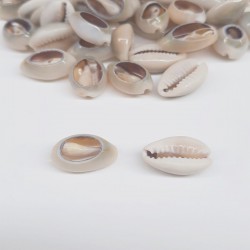 Kahverengi Midye Deniz Kabuğu-DZK-1011