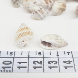 Kahverengi İstiridye Deniz Kabuğu-DZK-1012