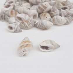 Kahverengi İstiridye Deniz Kabuğu-DZK-1012