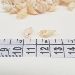 Krem İsriridye Deniz Kabuğu-DZK-1013