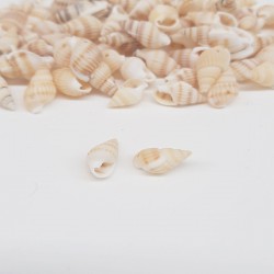 Krem İsriridye Deniz Kabuğu-DZK-1013