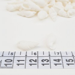 Beyaz İsriridye Deniz Kabuğu-DZK-1015