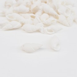 Beyaz İsriridye Deniz Kabuğu-DZK-1015