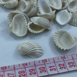 Büyük Boy Krem Midye Kabuğu-DZK-1018