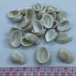 Büyük Boy Krem Midye Kabuğu-DZK-1018