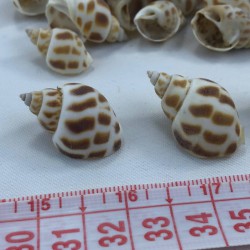 Kahvrengi Büyük Boy Deniz Kabuğu-DZK-1019