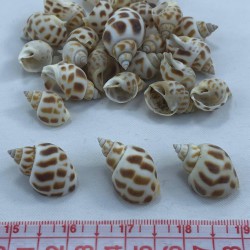 Kahvrengi Büyük Boy Deniz Kabuğu-DZK-1019