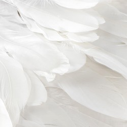 Beyaz Kartal Tüy-KRT-1013