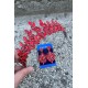 Regina Kırmızı Gelin Kına Tacı Özel Gün Aksesuar Kadın Taç Ve Geniş Mekik Küpe Takımı-REGINA-29 Regina Kırmızı Gelin Kına Tacı Özel Gün Aksesuar Kadın Taç Ve Geniş Mekik Küpe Takımı-REGINA-29