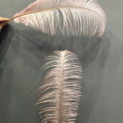 Pudra Deve Kuşu Tüyü 45-50 cm 1 adet-TT-1007