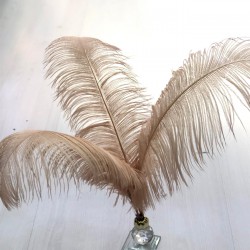 Pudra Deve Kuşu Tüyü 45-50 cm 1 adet-TT-1007