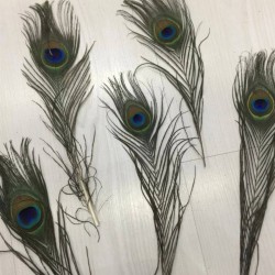 Tavuz Kuşu Tüyü 25-27 cm 1 adet-TT-1015 Tavuz Kuşu Tüyü 25-27 cm 1 adet-TT-1015