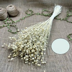 Doğal Renk Keten Otu - Luna Otu-YPC-120