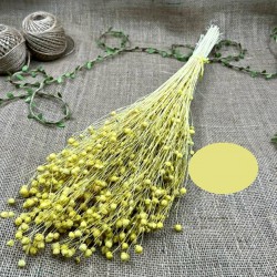 Sarı Renk Keten Otu - Luna Otu-YPC-124