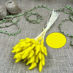 Sarı Renk Pamuk Otu-YPC-145