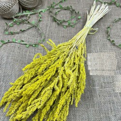 Sarı Kurutulmuş Şoklanmış Darcan Kuru Çiçek-YPC-188