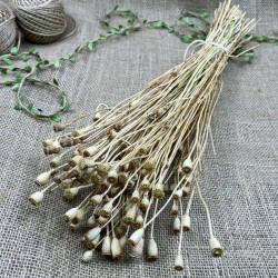 Krem Gelincik Tohumu Şoklanmış Doğal Kuru Çiçek-YPC-201