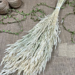 Krem Kuru Çiçek Kurutulmuş Kuş Dili Otu-YPC-206