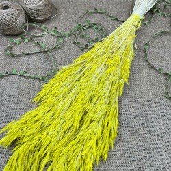 Sarı Kuru Çiçek Kurutulmuş Kuş Dili Otu-YPC-213