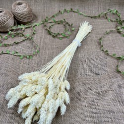 Krem Kuş Otu Palaris Kurutulmuş Çiçek -YPC-225