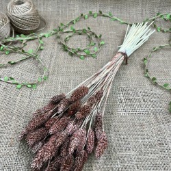 Kahverengi Kuş Otu Palaris Kurutulmuş Çiçek -YPC-227