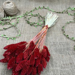 Kırmızı Kuş Otu Palaris Kurutulmuş Çiçek -YPC-228