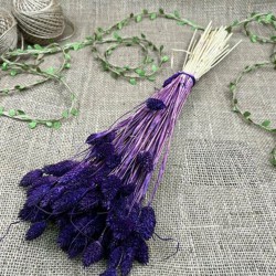 Mor Kuş Otu Palaris Kurutulmuş Çiçek -YPC-231